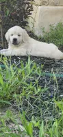 Mr Black, a male Golden Retriever for sale in Kingsbury, TX – 1 of 5