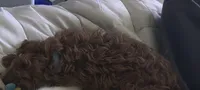 Percy, a male Cockapoo for sale in Greenville, KY – 3 of 3