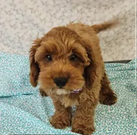 Percy, a male Cockapoo for sale in Greenville, KY – 1 of 3