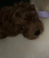 Percy, a male Cockapoo for sale in Greenville, KY – 2 of 3
