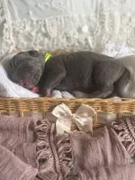 Green collar  male, a male Cane Corso for sale in Austin, KY – Photo 1 of 4