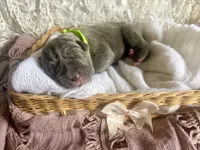 Green collar  male, a male Cane Corso for sale in Austin, KY – Photo 3 of 4