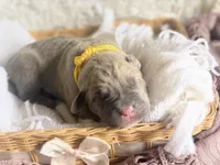 Yellow collar female, a female Cane Corso for sale in Austin, KY – Photo 2 of 6