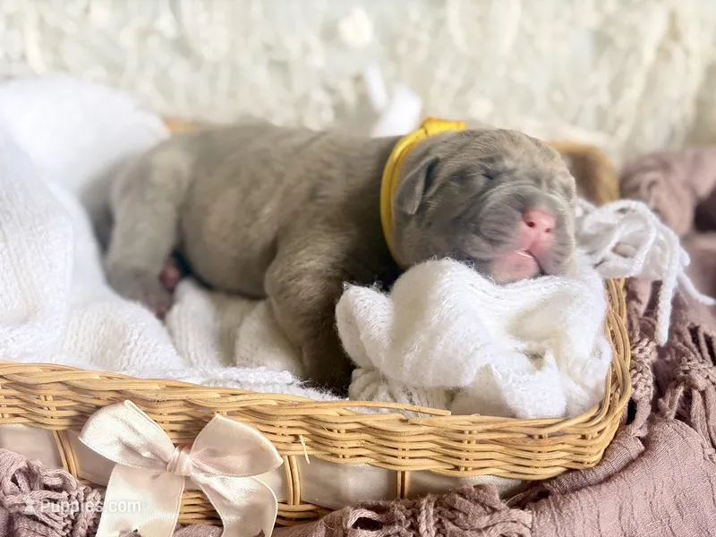 Yellow collar female