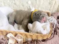 Yellow collar female, a female Cane Corso for sale in Austin, KY – Photo 1 of 6