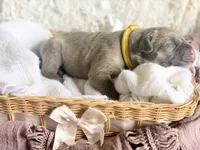 Yellow collar female, a female Cane Corso for sale in Austin, KY – Photo 3 of 6