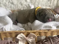 Yellow collar female, a female Cane Corso for sale in Austin, KY – Photo 4 of 6