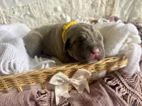 Yellow collar female, a female Cane Corso for sale in Austin, KY – Photo 6 of 6