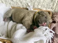 Yellow collar female, a female Cane Corso for sale in Austin, KY – Photo 5 of 6