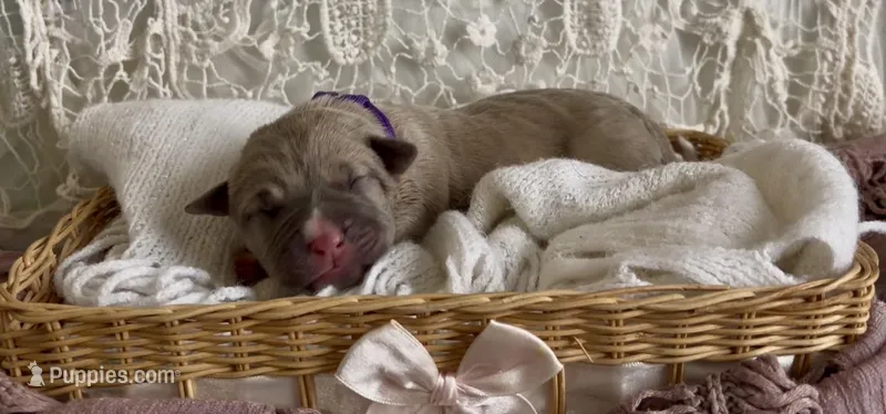 Purple collar female