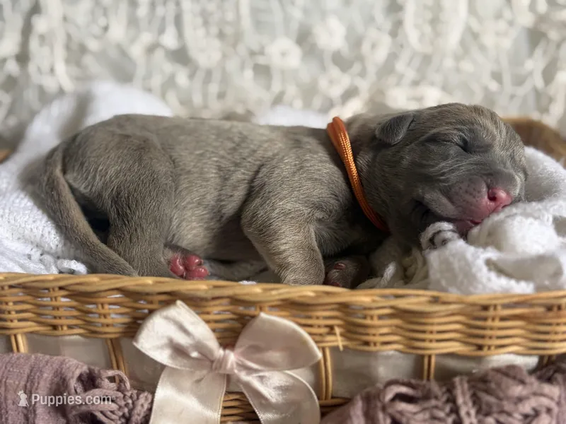 Orange collar female