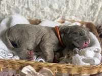 Orange collar female, a male Cane Corso for sale in Austin, KY – Photo 2 of 3