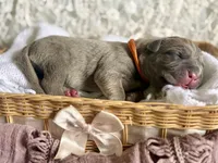 Orange collar female, a male Cane Corso for sale in Austin, KY – Photo 3 of 3