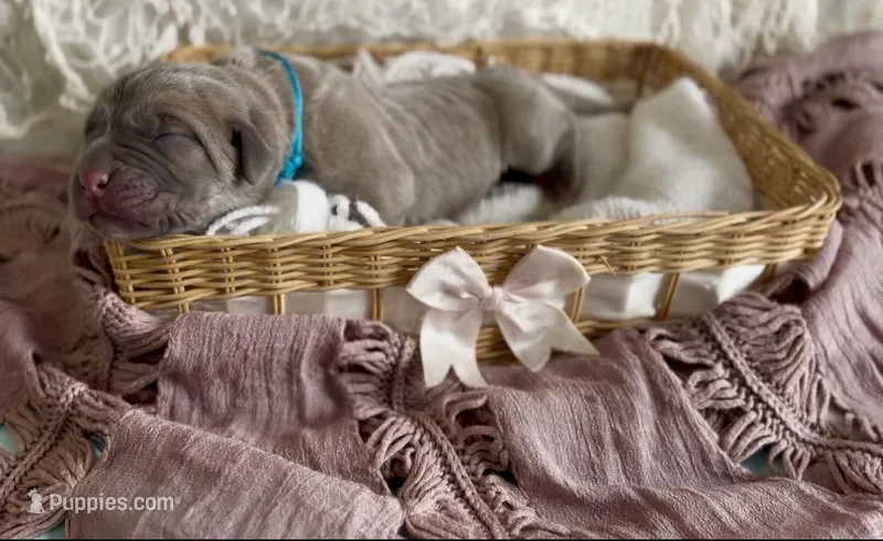 Light blue collar male , a male Cane Corso for sale in Austin, KY – Photo 1 of 1
