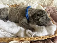 Dark blue collar, a male Cane Corso for sale in Austin, KY – Photo 5 of 5