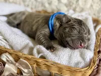 Dark blue collar, a male Cane Corso for sale in Austin, KY – Photo 1 of 5