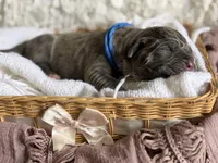 Dark blue collar, a male Cane Corso for sale in Austin, KY – Photo 3 of 5