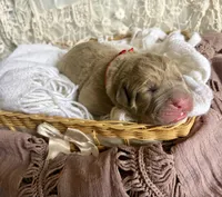 Red collar female, a male Cane Corso for sale in Austin, KY – Photo 3 of 3