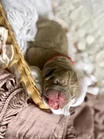 Red collar female, a male Cane Corso for sale in Austin, KY – Photo 2 of 3