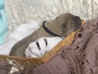 Black collar male, a male Cane Corso for sale in Austin, KY – Photo 1 of 4