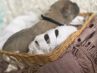 Black collar male, a male Cane Corso for sale in Austin, KY – Photo 2 of 4