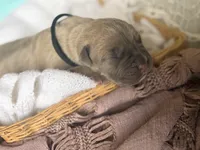 Black collar male, a male Cane Corso for sale in Austin, KY – Photo 4 of 4