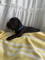 Blue, a male Boykin Spaniel for sale in Siler City, NC – 2 of 2
