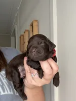 Red, a male Boykin Spaniel for sale in Siler City, NC – 2 of 3