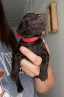 Red, a male Boykin Spaniel for sale in Siler City, NC – 1 of 3