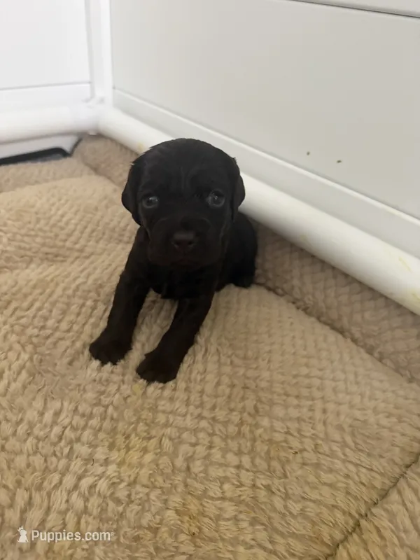 Grey – Boykin Spaniel puppy for sale in Siler City, NC