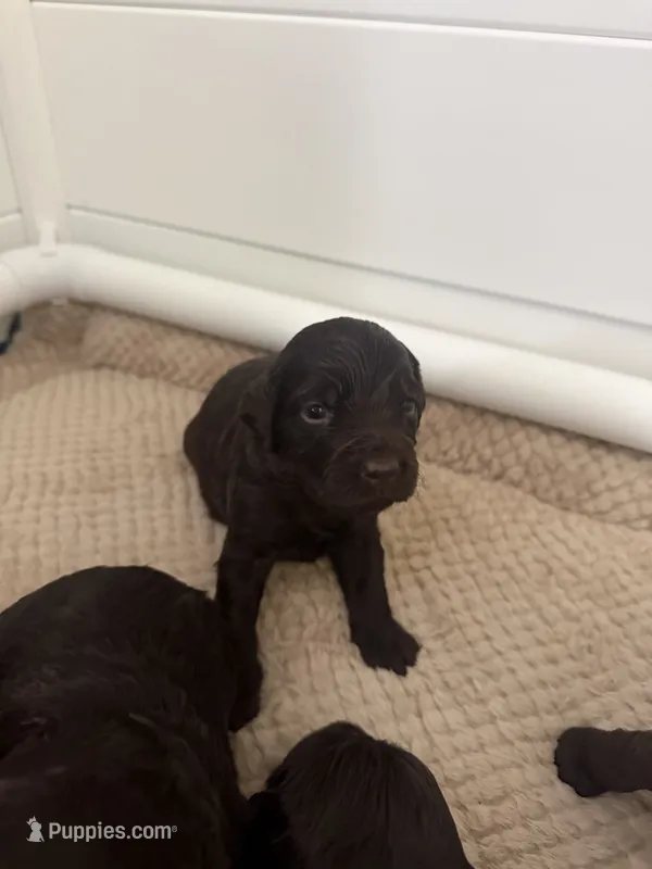 Green – Boykin Spaniel puppy for sale in Siler City, NC