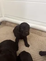 Green, a male Boykin Spaniel for sale in Siler City, NC – 1 of 1