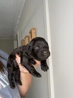 Purple, a male Boykin Spaniel for sale in Siler City, NC – 2 of 3