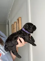 Purple, a male Boykin Spaniel for sale in Siler City, NC – 3 of 3