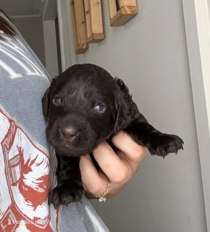 Purple – Boykin Spaniel puppy for sale in Siler City, NC