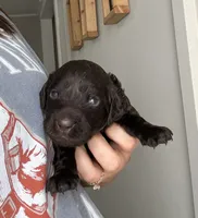 Purple, a male Boykin Spaniel for sale in Siler City, NC – 1 of 3
