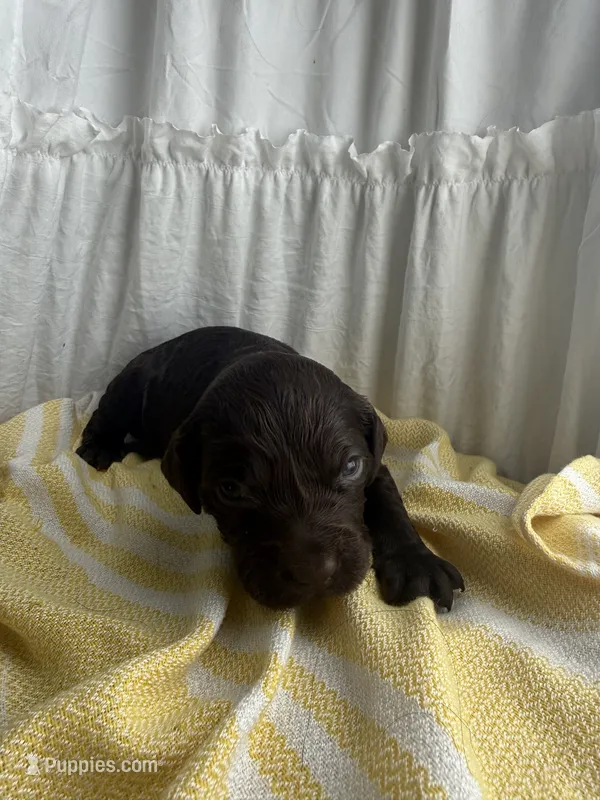 Blue – Boykin Spaniel puppy for sale in Siler City, NC