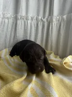 Blue, a male Boykin Spaniel for sale in Siler City, NC – 1 of 2
