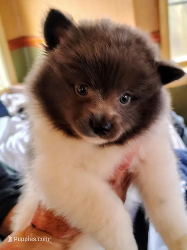 Earl Grey, a male Pomeranian for sale in Westfield, NC – Photo 1 of 1