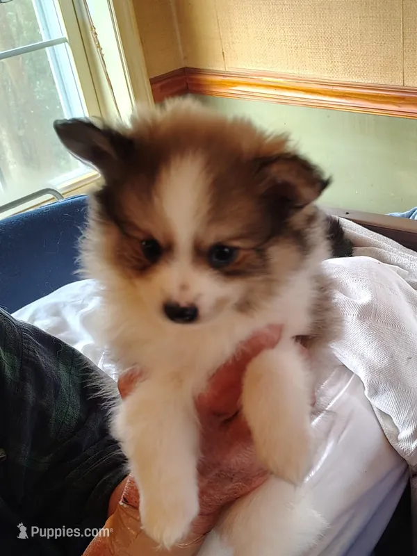 Blaze – Pomeranian puppy for sale in Westfield, NC