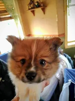 Blaze, a female Pomeranian for sale in Westfield, NC – Photo 2 of 3