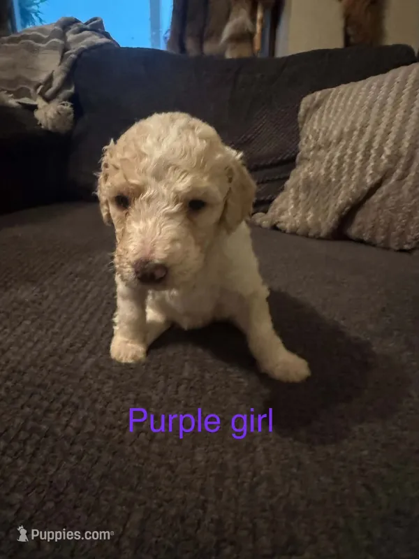 Purple collar  – Poodle - Standard  puppy for sale in Pleasant Lake, IN