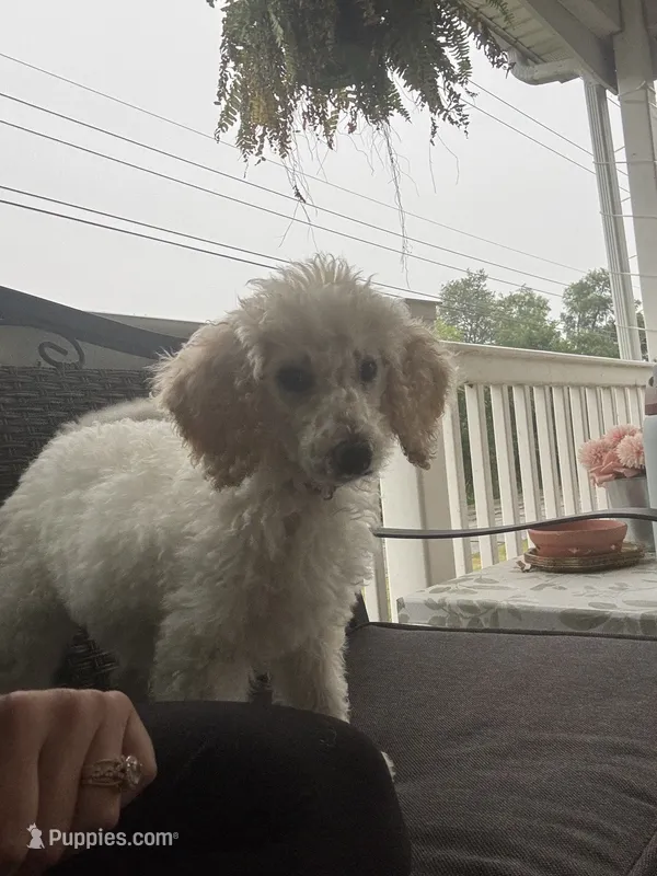Purple collar  – Poodle - Standard  puppy for sale in Pleasant Lake, IN