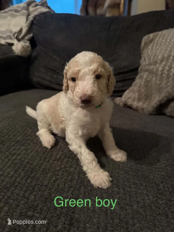 Green collar – Poodle - Standard  puppy for sale in Pleasant Lake, IN