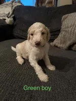 Green collar, a male Poodle - Standard  for sale in Pleasant Lake, IN – 1 of 1