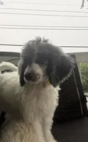 Yellow collar , a male Poodle - Standard  for sale in Pleasant Lake, IN – 2 of 3