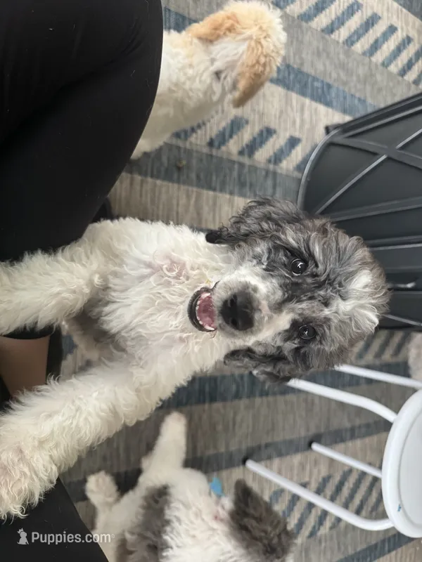 Yellow collar  – Poodle - Standard  puppy for sale in Pleasant Lake, IN