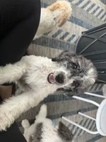 Yellow collar , a male Poodle - Standard  for sale in Pleasant Lake, IN – 1 of 3