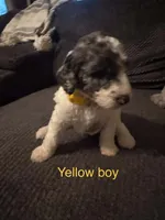 Yellow collar , a male Poodle - Standard  for sale in Pleasant Lake, IN – 1 of 1