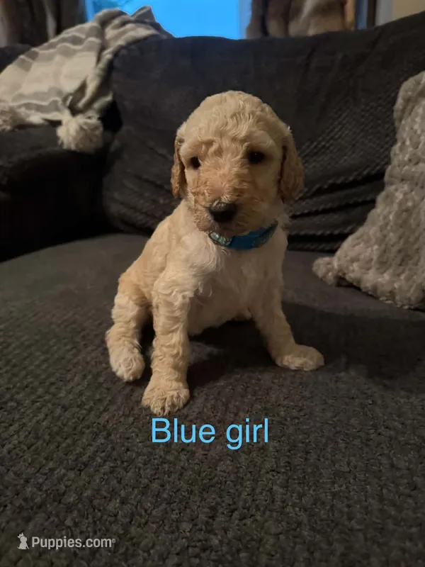 Blue girl – Poodle - Standard  puppy for sale in Pleasant Lake, IN